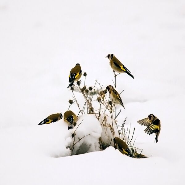 Gold Finches