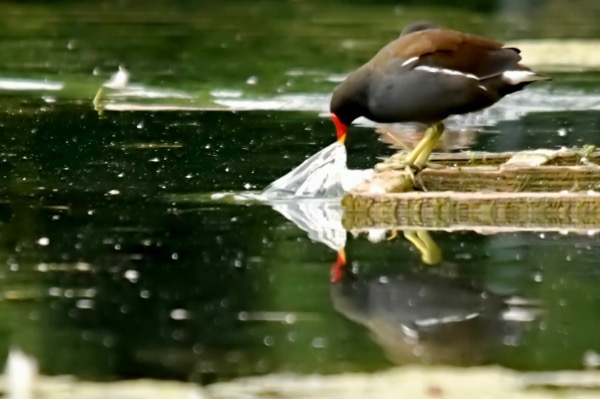 Environmental photography