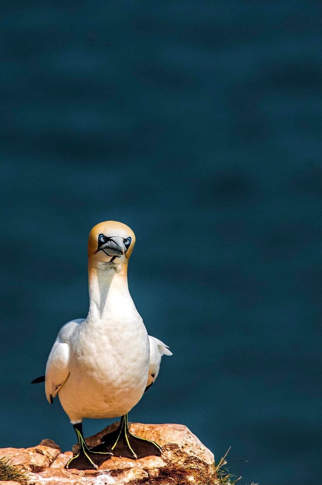Gannet portrait