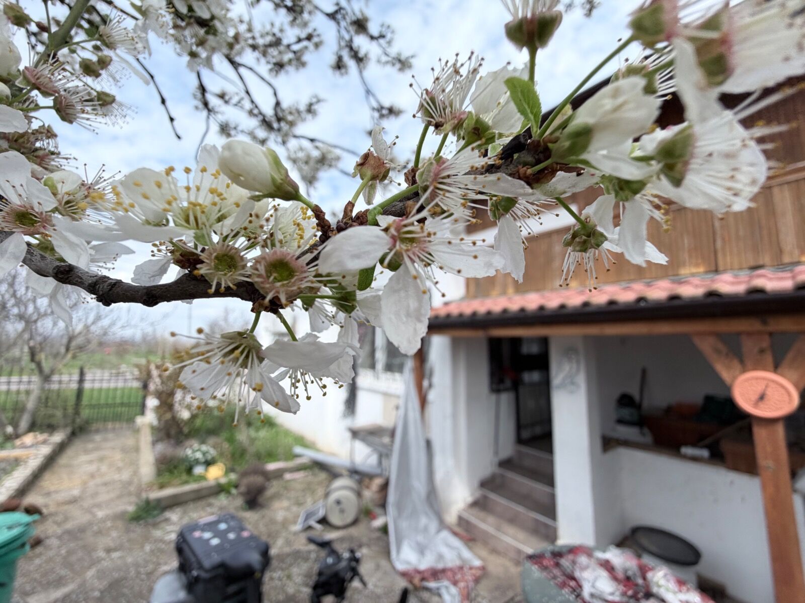 Blossom on the trees