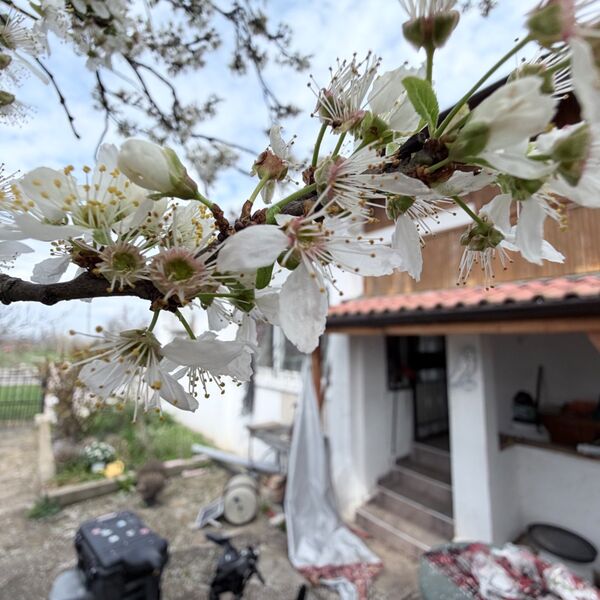 Blossom on the trees