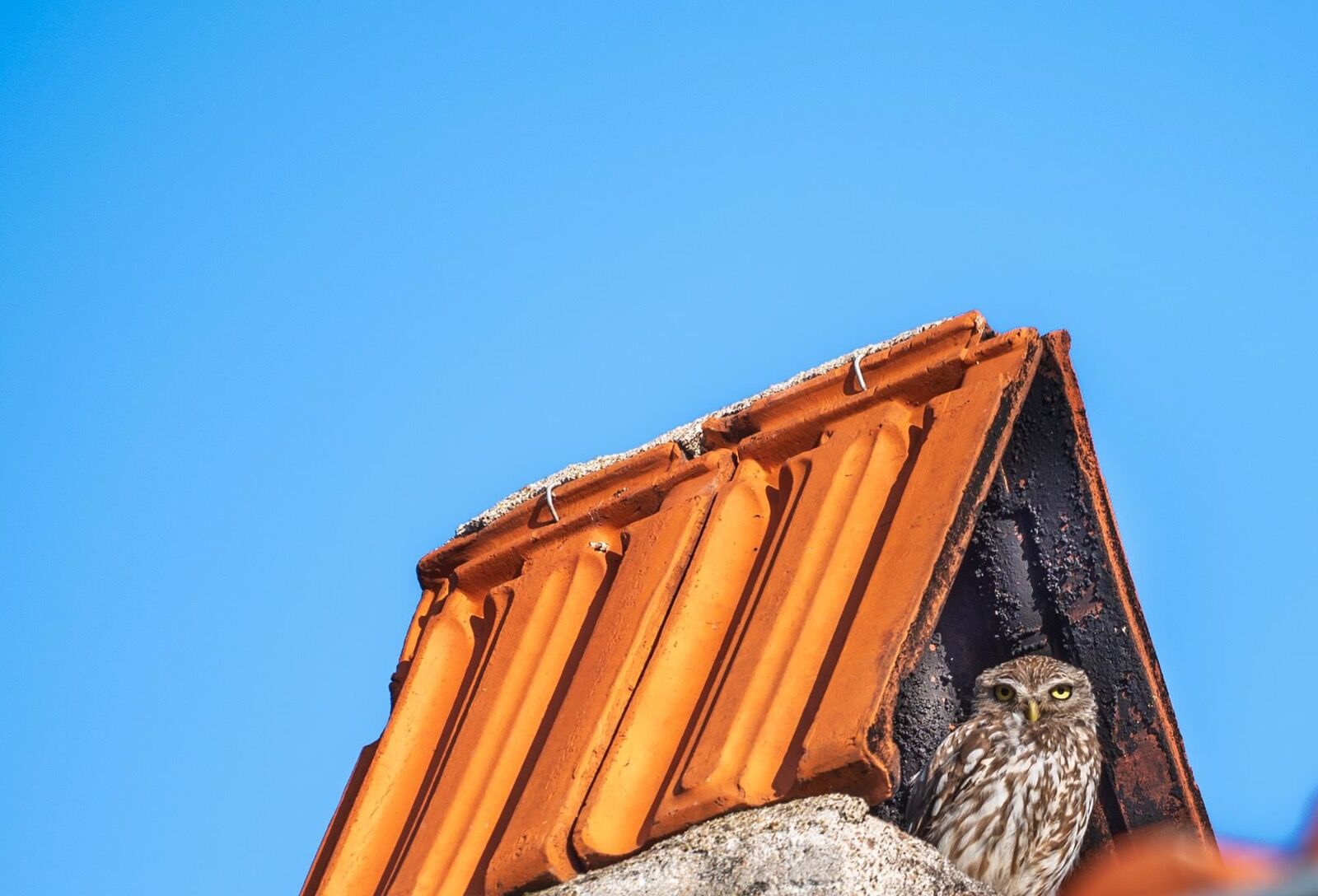 Little Owl