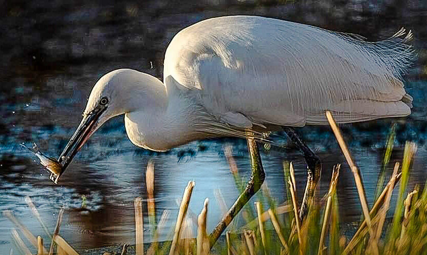 Little Egret with fish