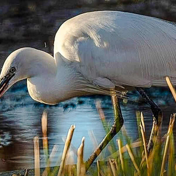 Little Egret with fish