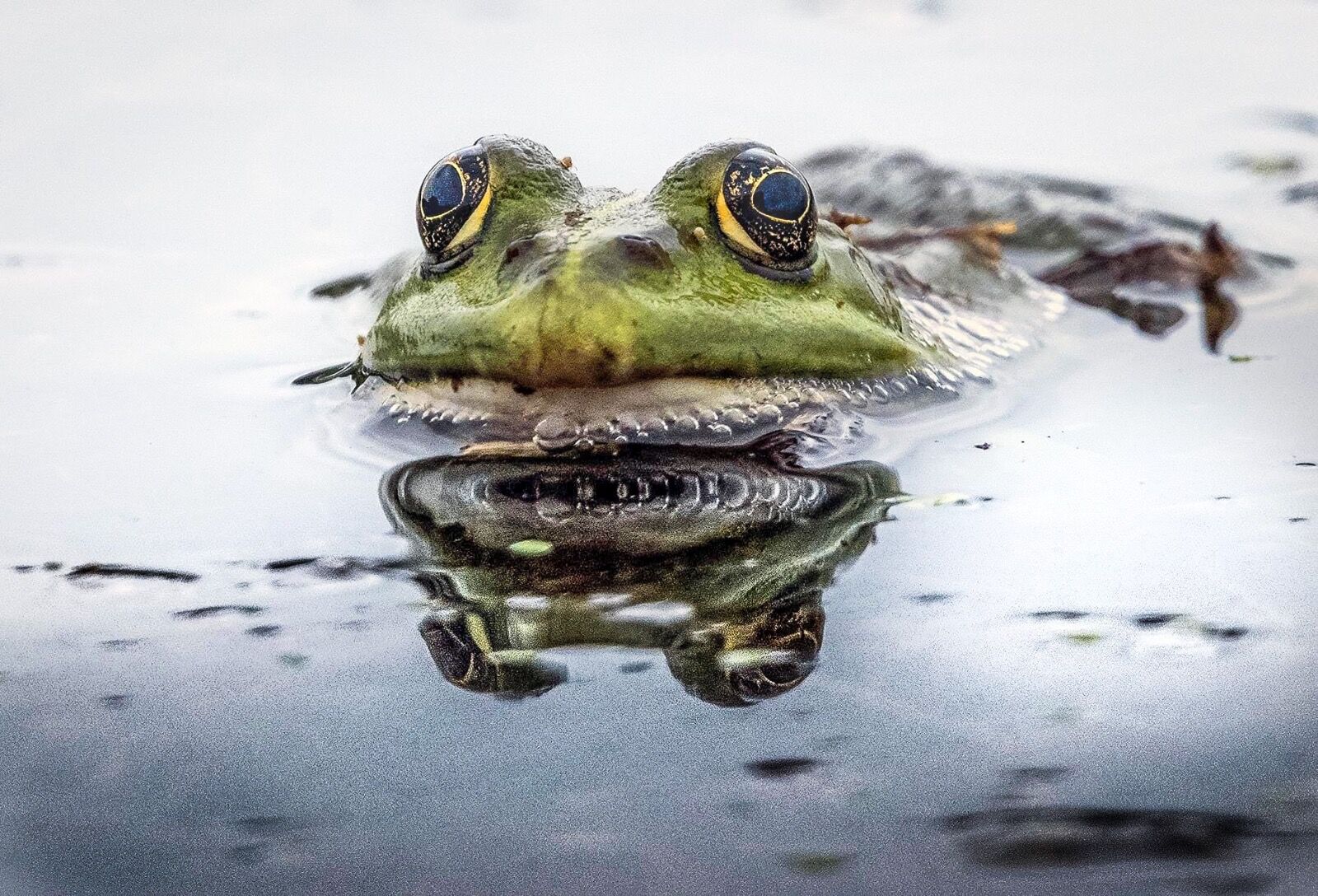 Marsh Frog reflection
