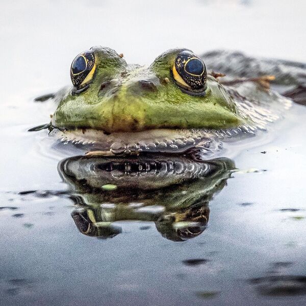 Marsh Frog reflection