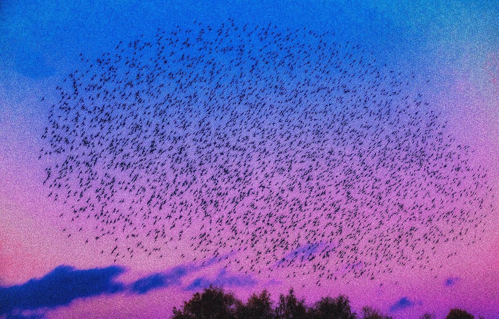 Starlings sunset murmuration