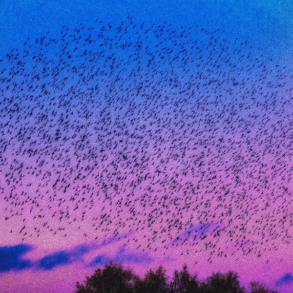 Starlings sunset murmuration