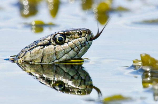 Wildlife photography