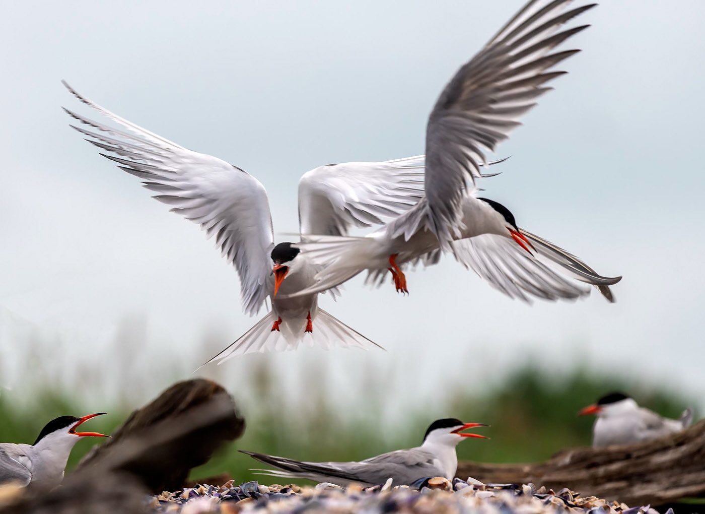 Common Terns in flight