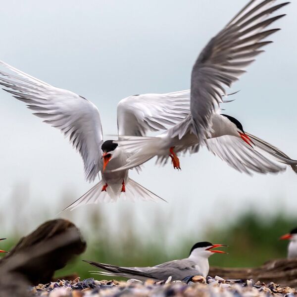 Common Terns in flight