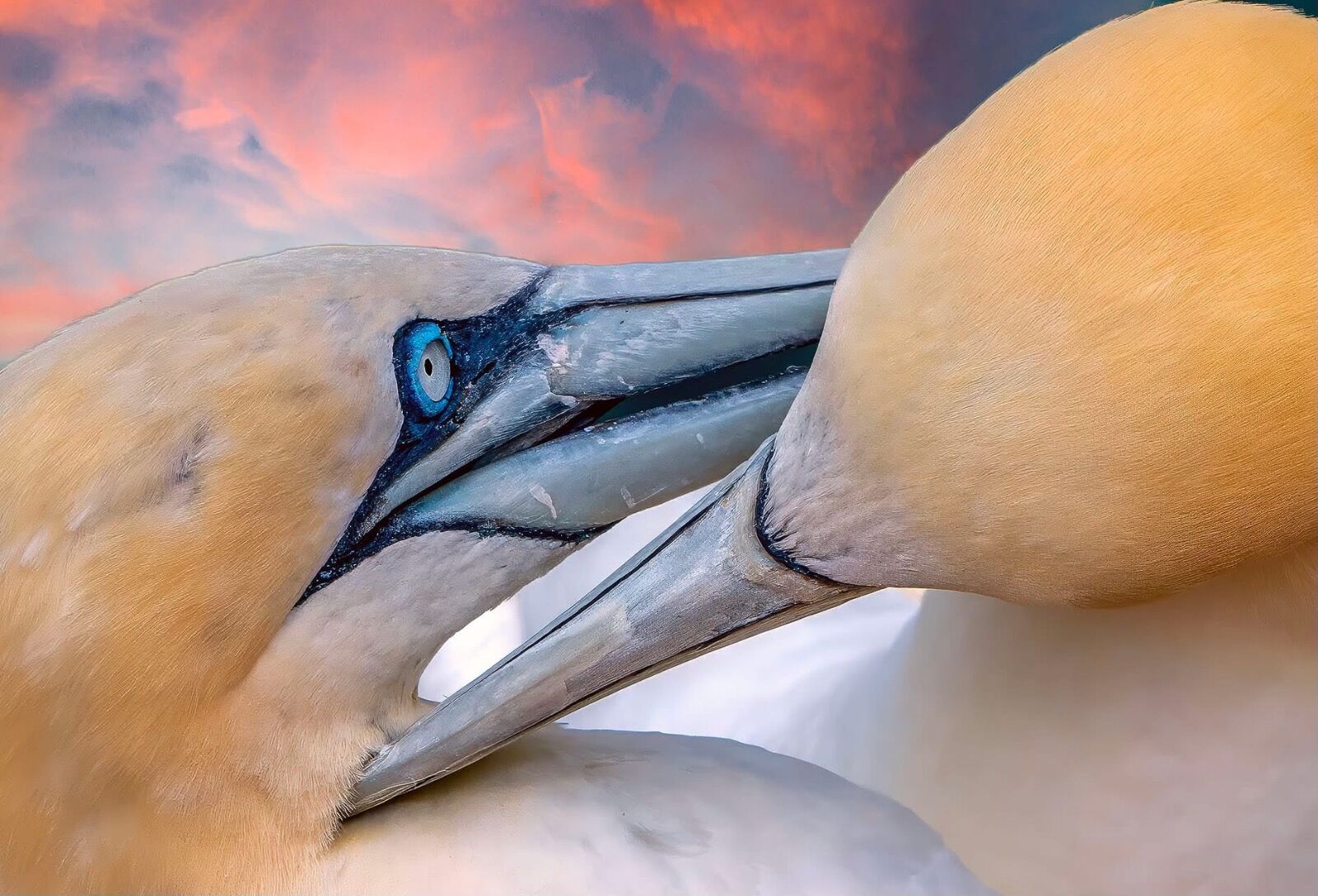 Gannets