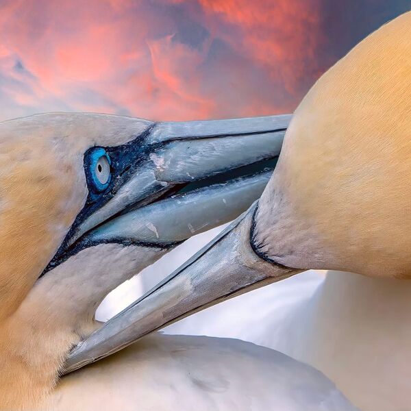 Gannets