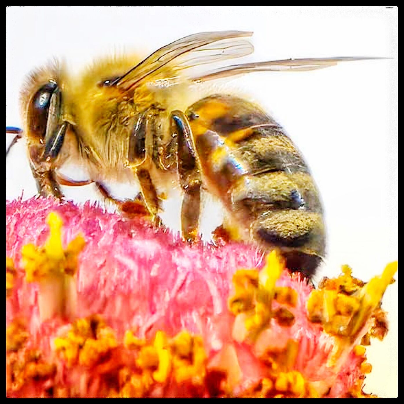Honey bee