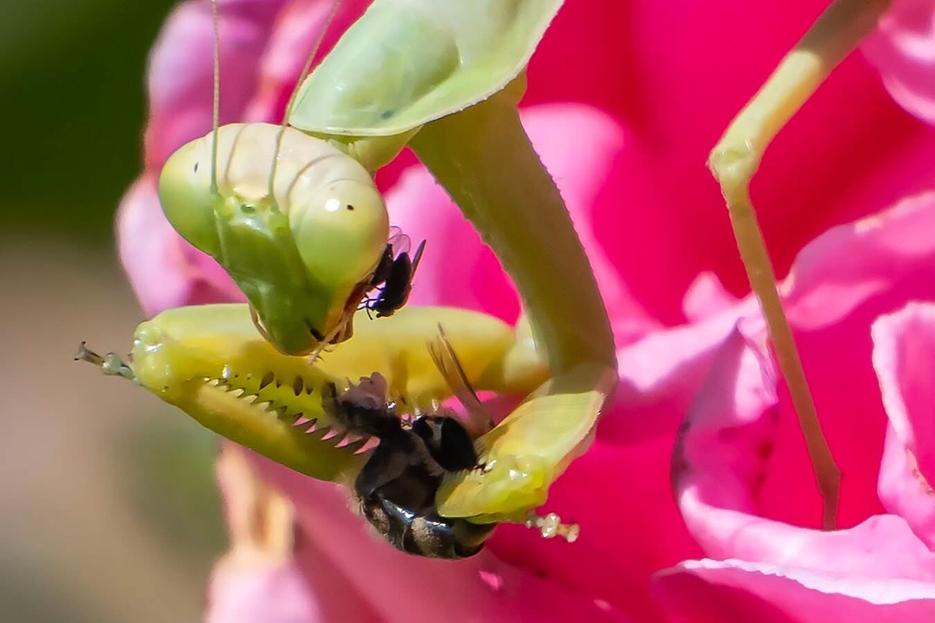 October Praying mantises