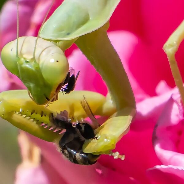 October Praying mantises