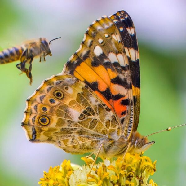 The Bee and Butterfly