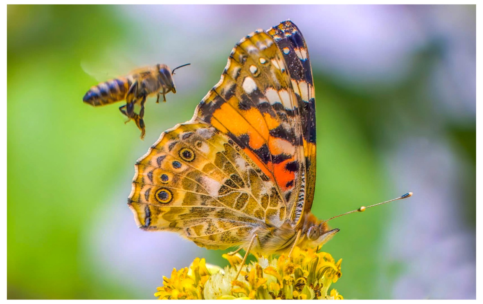 Butterfly and the Bee