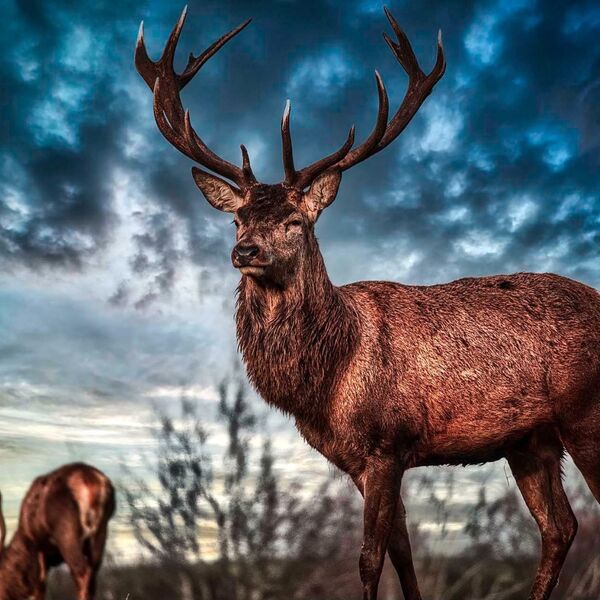 Stag under stormy sky