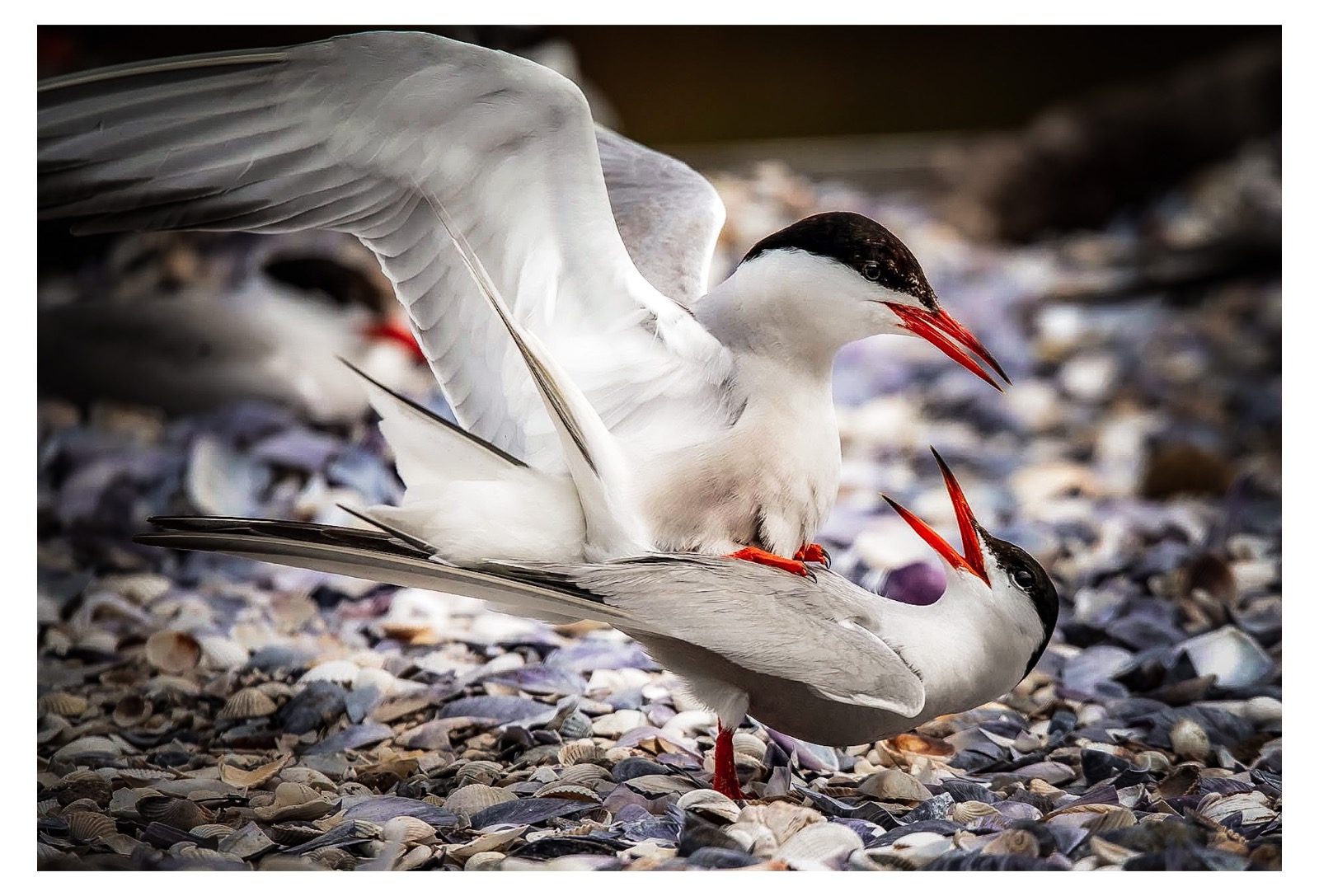 Terns breeding pair