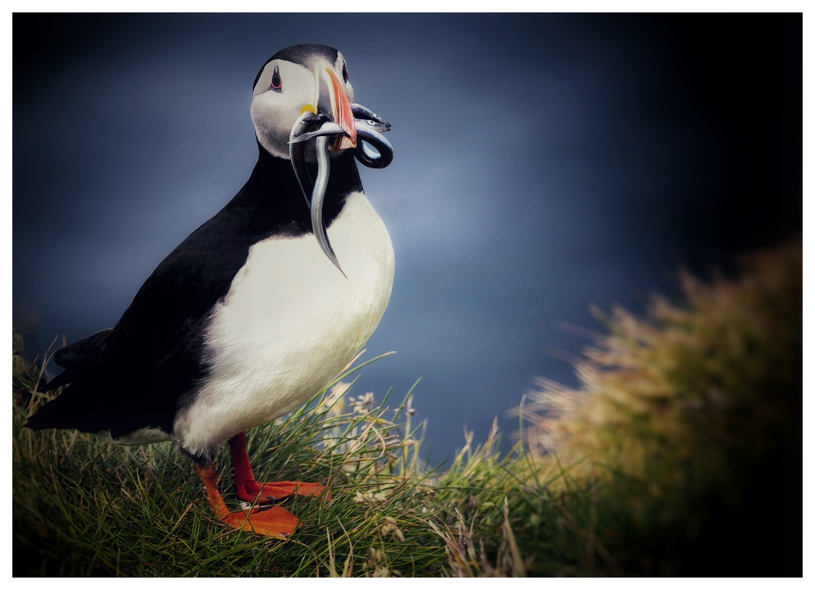 Puffin with mouth full of fish