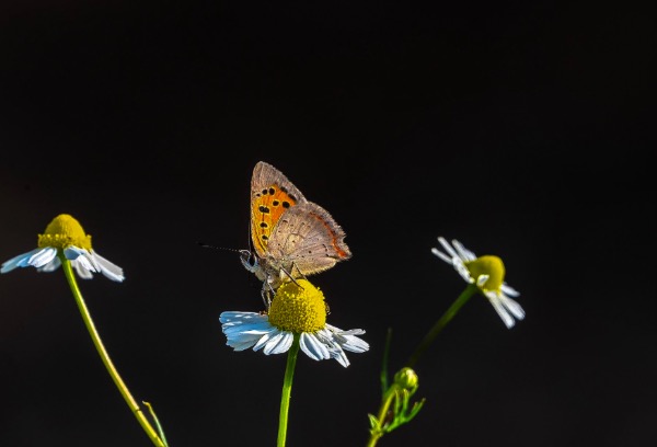 Insect photography