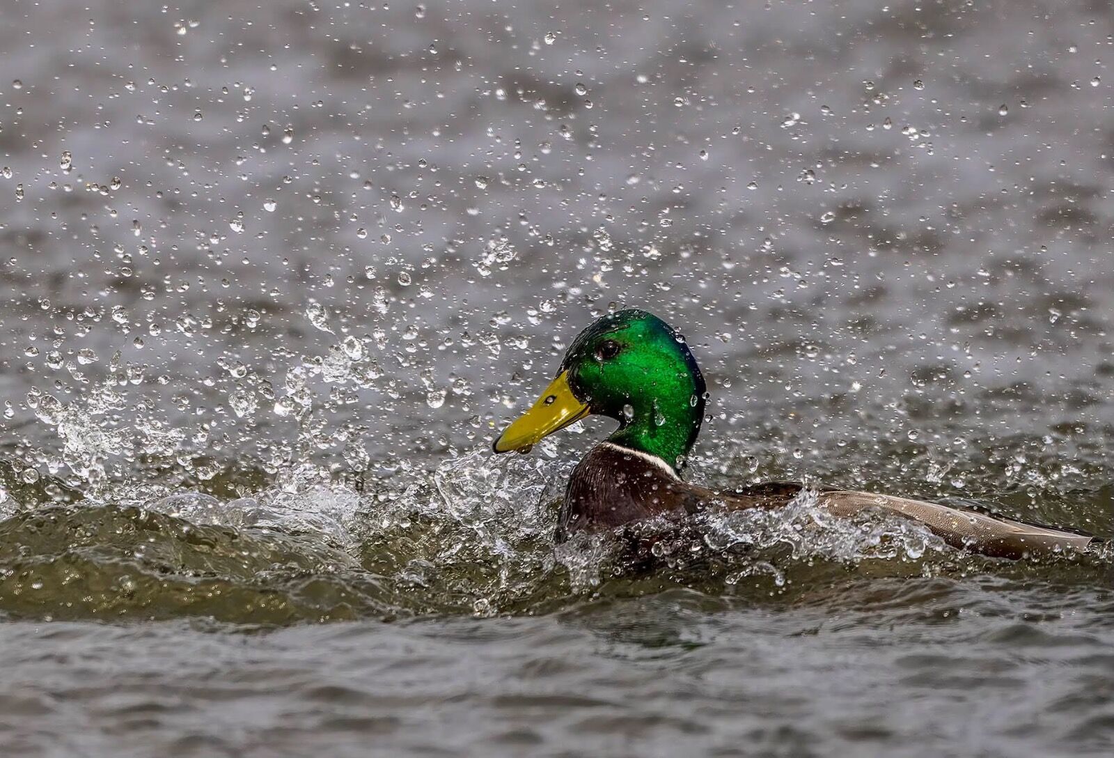 Water water Drake Mallard Duck
