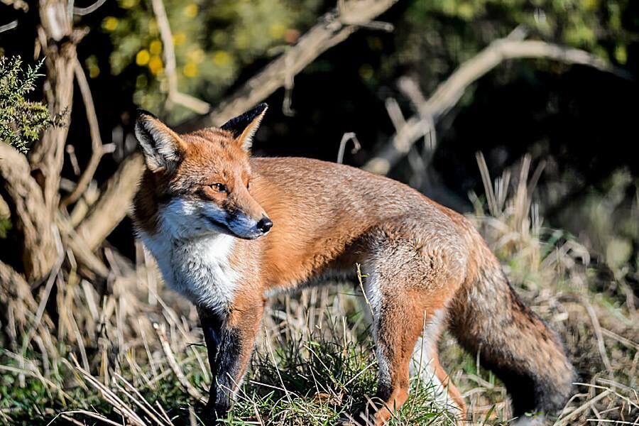 Wondering Red fox