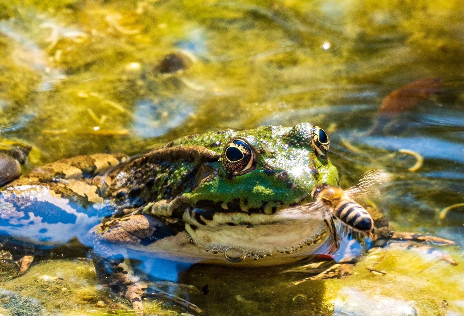 The Bee and the Frog