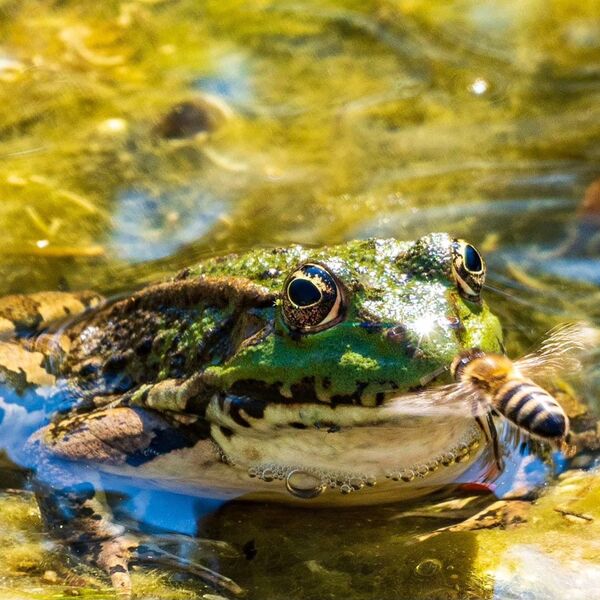 The Bee and the Frog