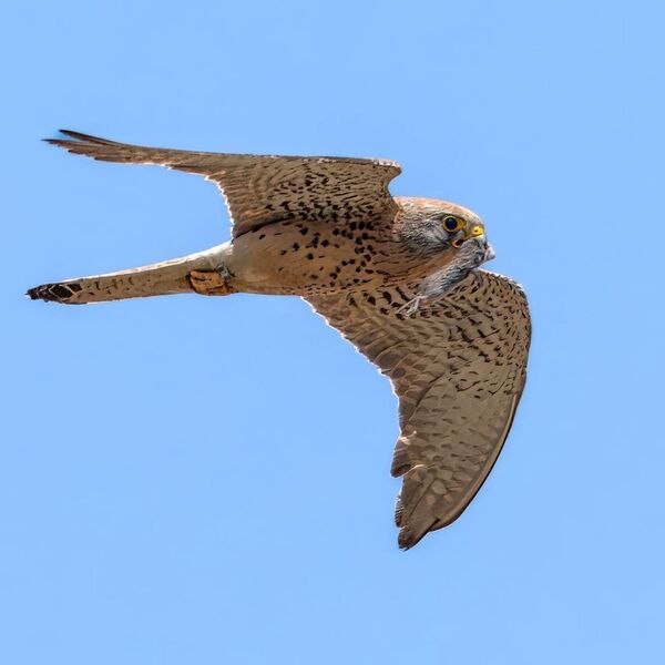 Lesser Kestrel ."
