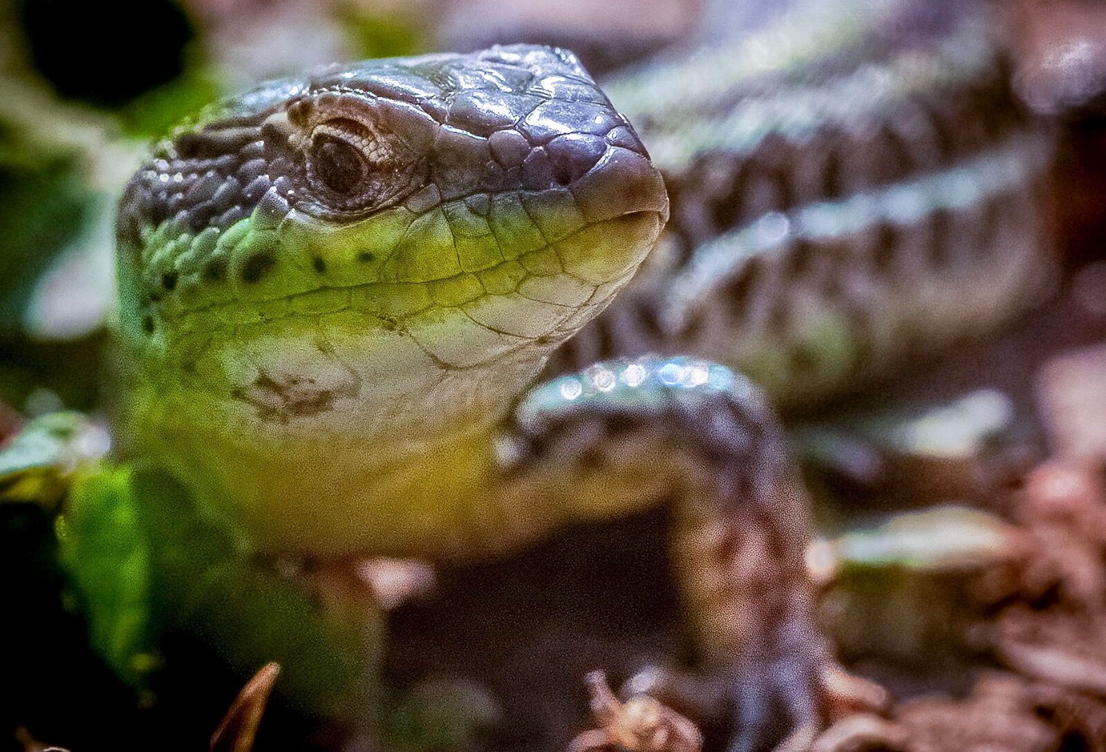 Balkan Green Lizard