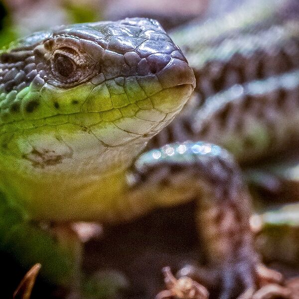 Balkan Green Lizard