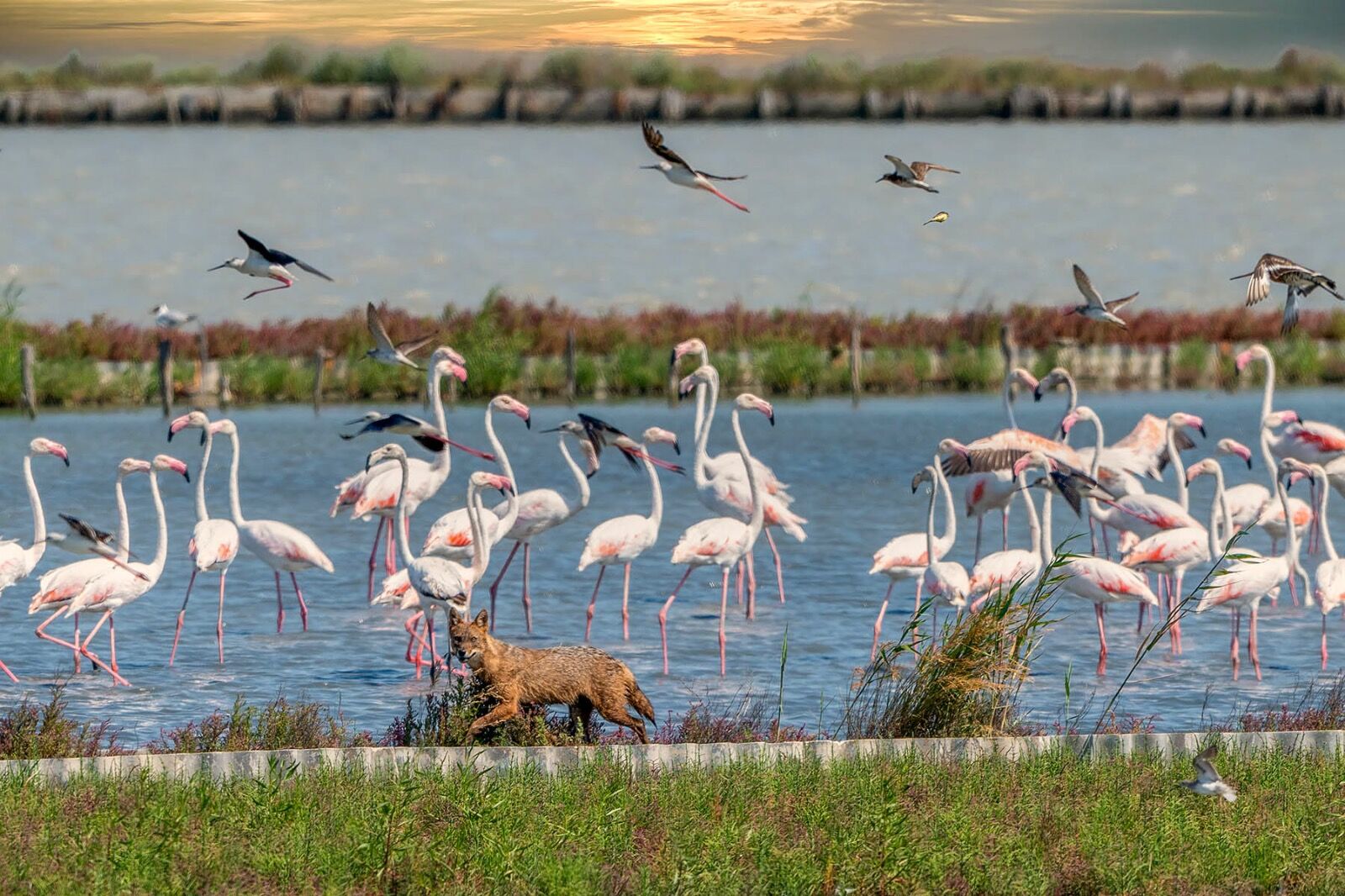 Fox and the Pink Flamingos