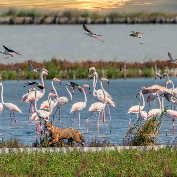 Fox and the Pink Flamingos