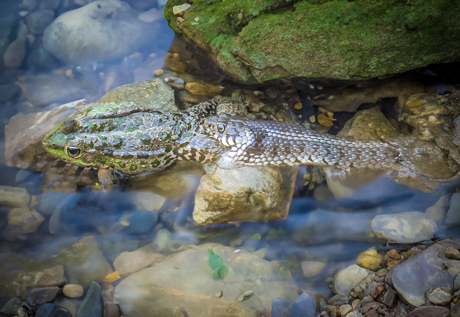 Snake eats Frog