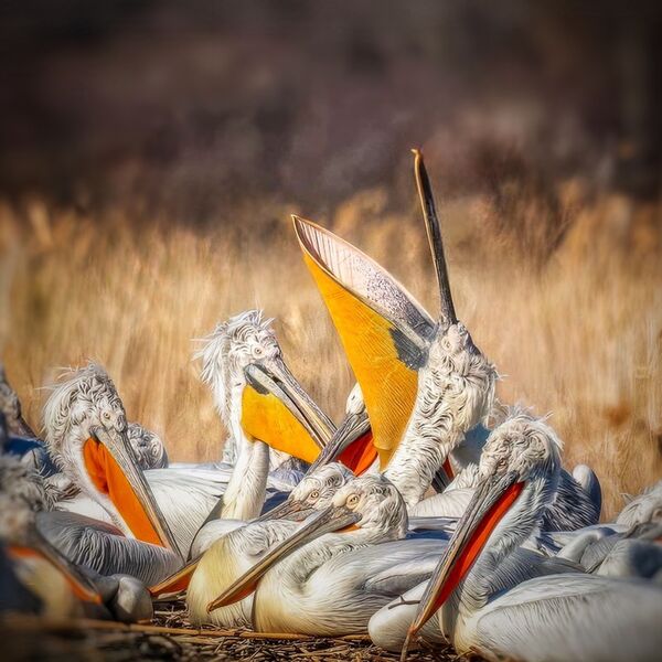 Curly Headed Pelicans