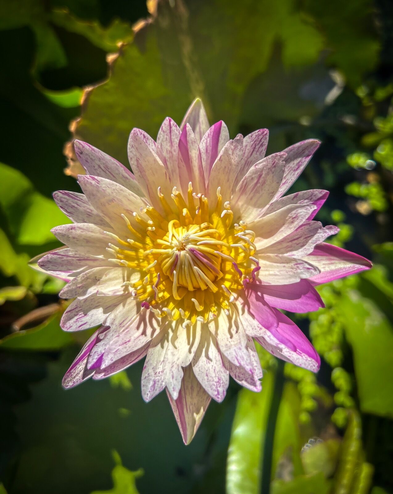 Vietnam flowers