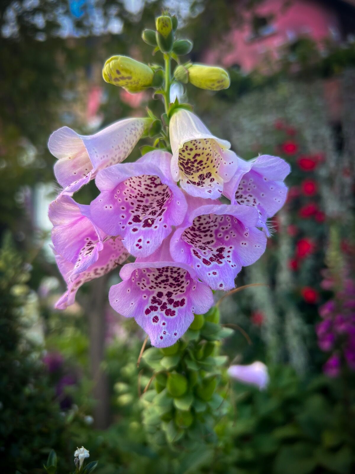 Vietnam flowers