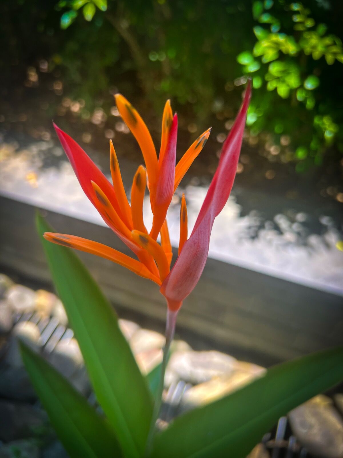 Vietnam flowers