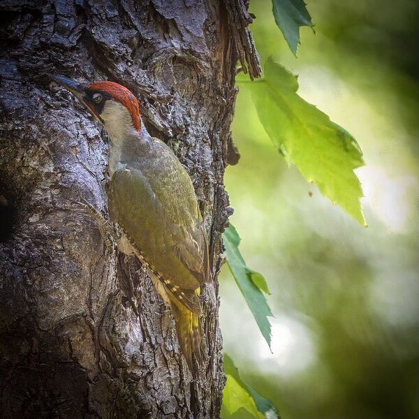 Green Woodpecker