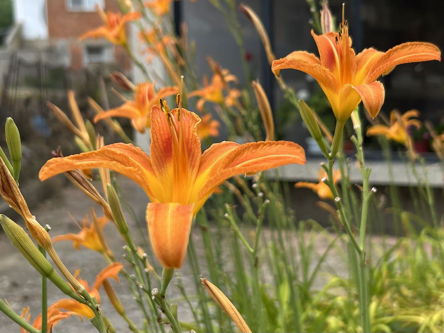 Orange flower