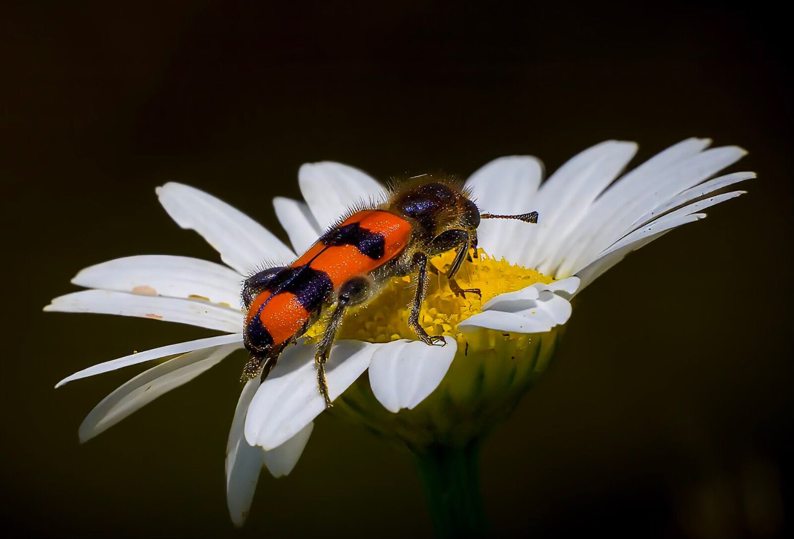 Wild Daisy and insect