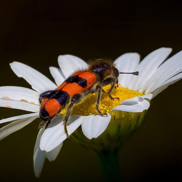 Wild Daisy and insect