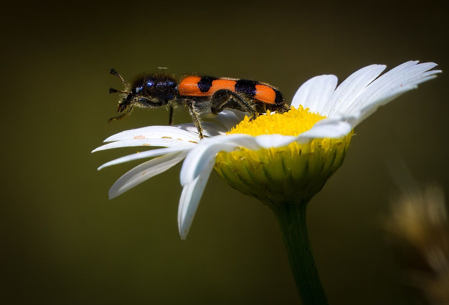 Insect on daisy