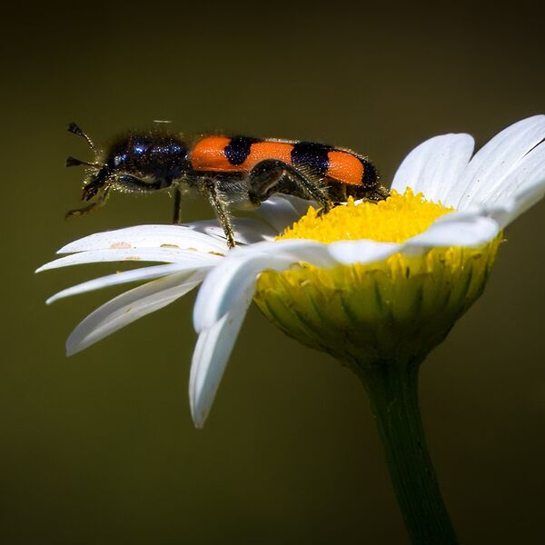 Insect on daisy