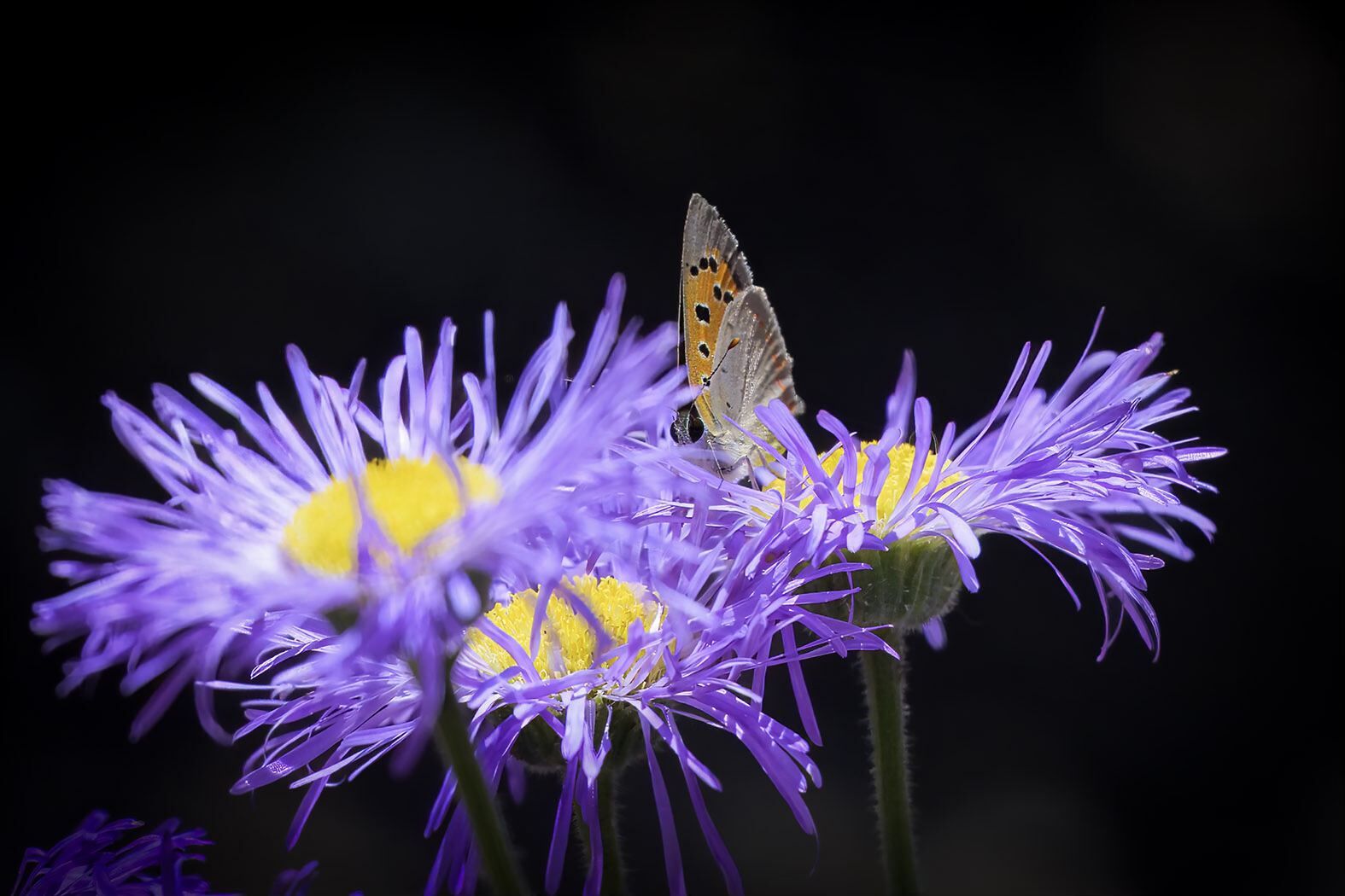 Flowers Butterfly