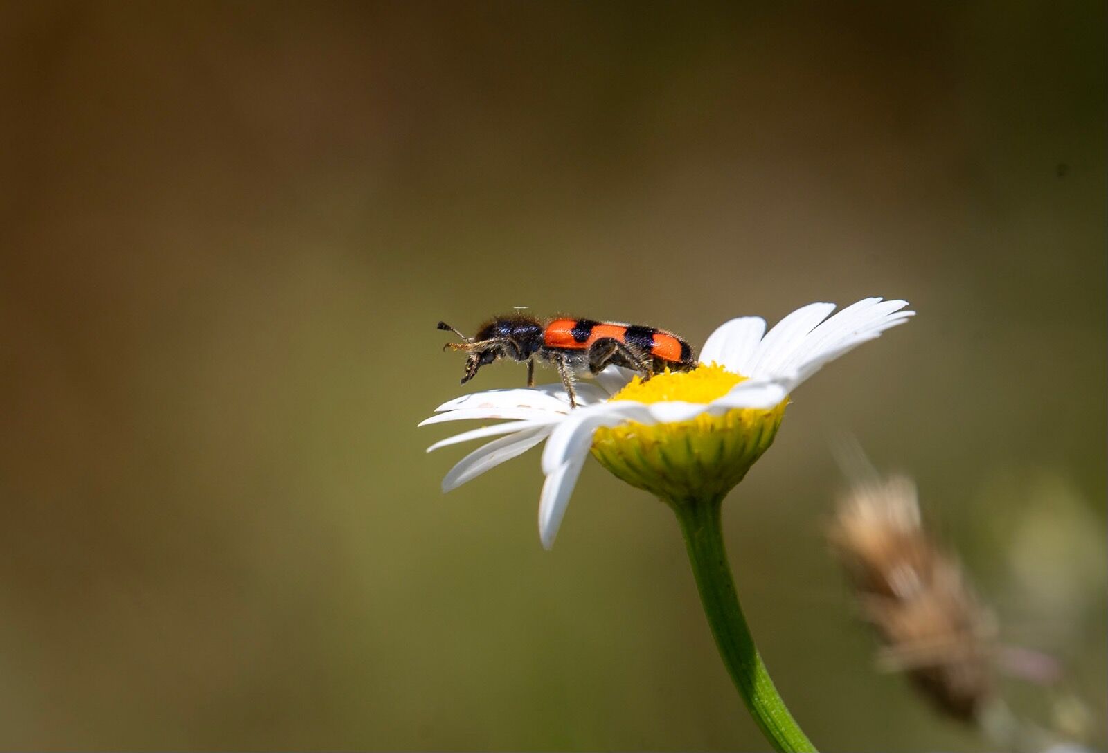 Bug on daisy