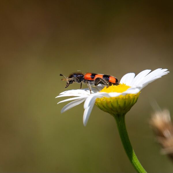 Bug on daisy