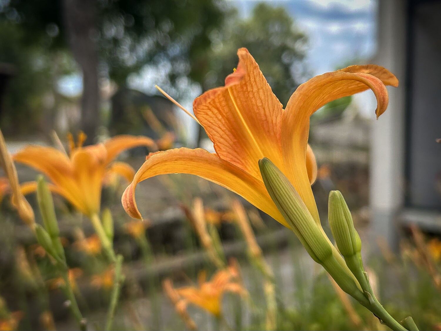 Orange flower